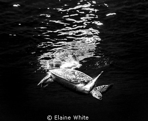Diving Turtle by Elaine White 